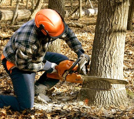 Tree Removal in Townshend, VT